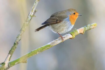 robin bird sits on a branch