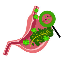 Part of stomach anatomy illustration