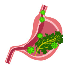 Part of stomach anatomy illustration