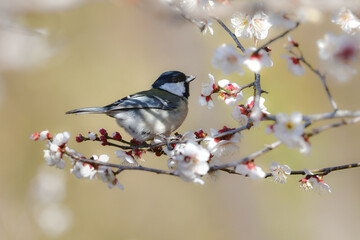 早春の満開の梅林を訪れた身近なかわいい野鳥、白黒の美しいシジュウカラ