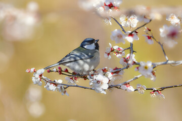 早春の満開の梅林を訪れた身近なかわいい野鳥、白黒の美しいシジュウカラ