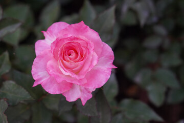  top view gradient pink and red rose flower in the green leaf background, love, valentine, religion, decor, nature, copy space