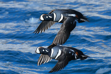 冬に北海道や北日本の海岸で出会える青と白の美しい模様の渡り鳥、シノリガモ