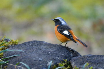 春に公園や住宅地で見られるオレンジと黒の美しい身近なかわいい野鳥ジョウビタキ