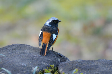 春に公園や住宅地で見られるオレンジと黒の美しい身近なかわいい野鳥ジョウビタキ