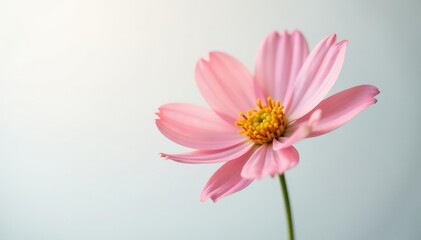 Fototapeta premium Single flower with delicate petals in soft focus on white background, hazy, petals