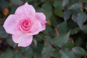 top view pink roses flower in the garden background, love, valentine, religion, decor, nature, copy space