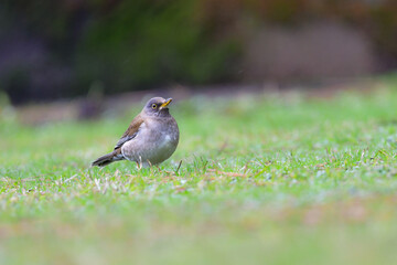 冬に庭や公園で見られる渡り鳥、かわいらしいシロハラ