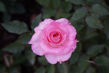 top view one pink and red rose flower in the garden background, love, valentine, religion, decor, nature, copy space