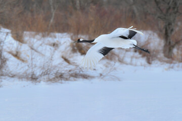 北海道で見られる日本を代表する美しい野鳥、冬の雪原の真白なタンチョウ