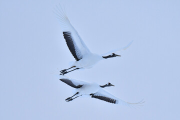 北海道で見られる日本を代表する美しい野鳥、冬の雪原の真白なタンチョウ