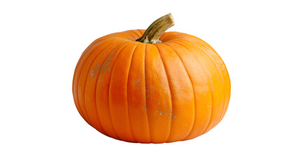 Organic Harvest Pumpkin Seasonal Thanksgiving Decor.