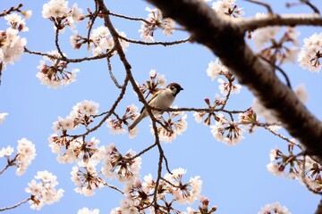 cherry blossom and a sparrow in spring