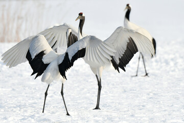 北海道で見られる日本を代表する美しい野鳥、冬の雪原の真白なタンチョウ