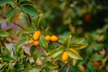 Kumquat fruits growing on tree branch with green leaves
