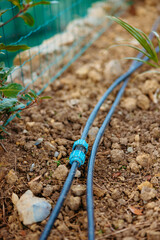 Black irrigation tubes watering dry soil near a green fence