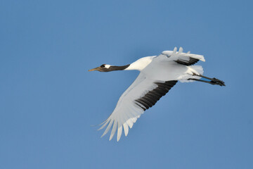 北海道で見られる日本を代表する美しい野鳥、冬の雪原の真白なタンチョウ