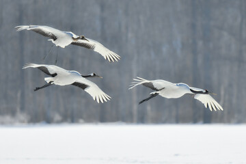 北海道で見られる日本を代表する美しい野鳥、冬の雪原の真白なタンチョウ