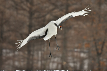 北海道で見られる日本を代表する美しい野鳥、冬の雪原の真白なタンチョウ