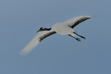 北海道で見られる日本を代表する美しい野鳥、冬の雪原の真白なタンチョウ