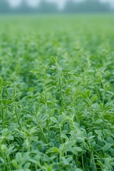 Obraz premium Lush Green Field of Young Plants Dewy Morning