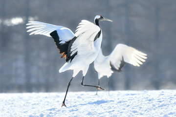 北海道で見られる日本を代表する美しい野鳥、冬の雪原の真白なタンチョウ
