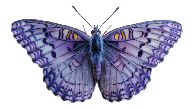 Delicate Purple Butterfly Wing Pattern Closeup Art.