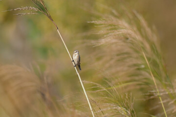 冬に西日本や九州の草原や水辺で見られるとても小さなかわいい野鳥、黒い顔が特徴んお渡り鳥ツリスガラ