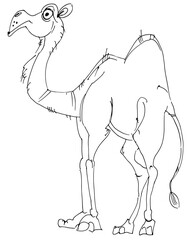 Camel