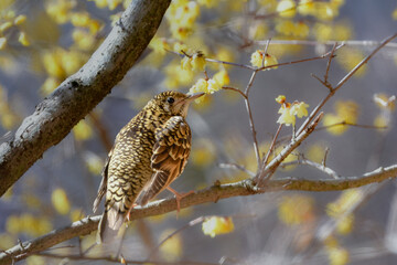 冬に公園で出会える黄色の鱗模様が特徴の身近な野鳥トラツグミ