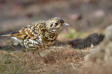 冬に公園で出会える黄色の鱗模様が特徴の身近な野鳥トラツグミ