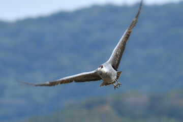 冬に大群で九州鹿児島に訪れる、天然記念物の美しい日本の野鳥ナベヅル
