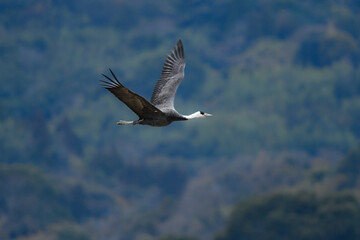 冬に大群で九州鹿児島に訪れる、天然記念物の美しい日本の野鳥ナベヅル