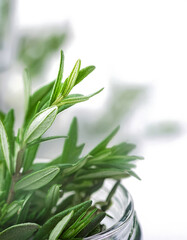 Obraz premium Fresh green rosemary leaves on a crisp white background, perfect for culinary, herbal, and natural-themed projects