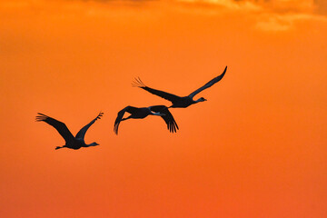 冬に大群で九州鹿児島に訪れる、天然記念物の美しい日本の野鳥ナベヅル