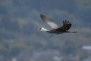 冬に大群で九州鹿児島に訪れる、天然記念物の美しい日本の野鳥ナベヅル