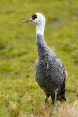 冬に大群で九州鹿児島に訪れる、天然記念物の美しい日本の野鳥ナベヅル