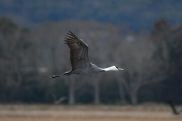 冬に大群で九州鹿児島に訪れる、天然記念物の美しい日本の野鳥ナベヅル