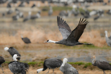 冬に大群で九州鹿児島に訪れる、天然記念物の美しい日本の野鳥ナベヅル