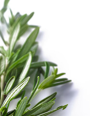 Fototapeta premium Fresh green rosemary leaves on a crisp white background, perfect for culinary, herbal, and natural-themed projects