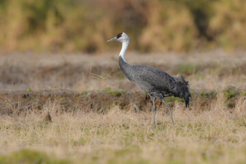 冬に大群で九州鹿児島に訪れる、天然記念物の美しい日本の野鳥ナベヅル