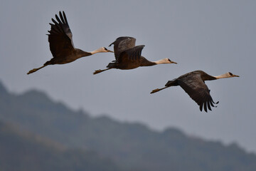 冬に大群で九州鹿児島に訪れる、天然記念物の美しい日本の野鳥ナベヅル
