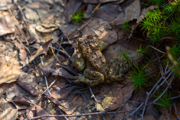 A frog sits on the ground among dry leaves