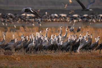 冬に大群で九州鹿児島に訪れる、天然記念物の美しい日本の野鳥ナベヅル
