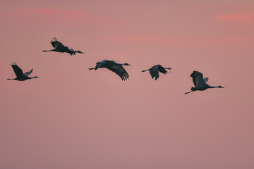 冬に大群で九州鹿児島に訪れる、天然記念物の美しい日本の野鳥ナベヅル