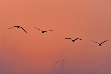 冬に大群で九州鹿児島に訪れる、天然記念物の美しい日本の野鳥ナベヅル