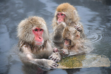 真冬の雪の中、日光や地獄谷温泉で遊び好きの愛嬌のある姿を見せるニホンザル