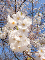 Cherry Blossom in Full Bloom Under Blue Sky