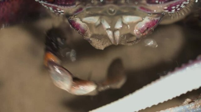 Crabe de plage en Casamance pour manger sa nourriture pour filtrer le sable, film&eacute; en macro avec un regard animalier d&eacute;taill&eacute;, lumi&egrave;re naturelle et texture vivante d&rsquo;un littoral tropical