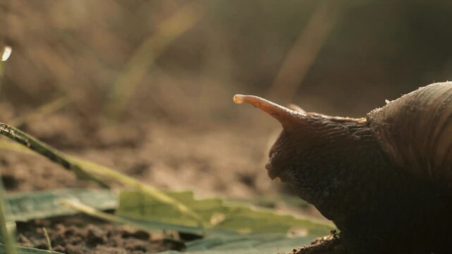 Escargot en gros plan rampant lentement sur la terre humide au lever du jour, ambiance douce et lumi&egrave;re naturelle en macro, nature au ralenti dans un d&eacute;cor paisible et organique
